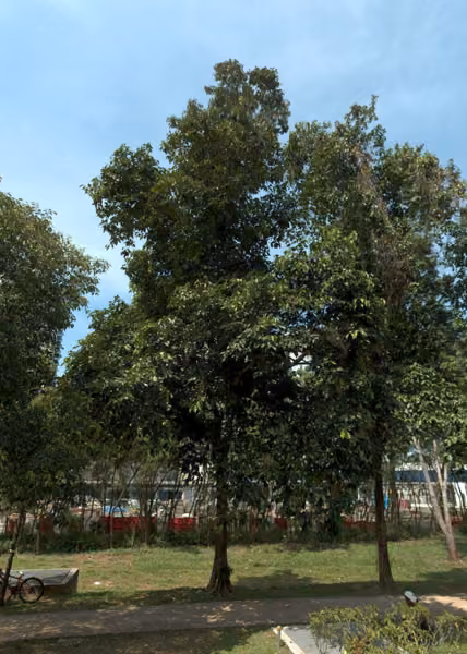 tree photo