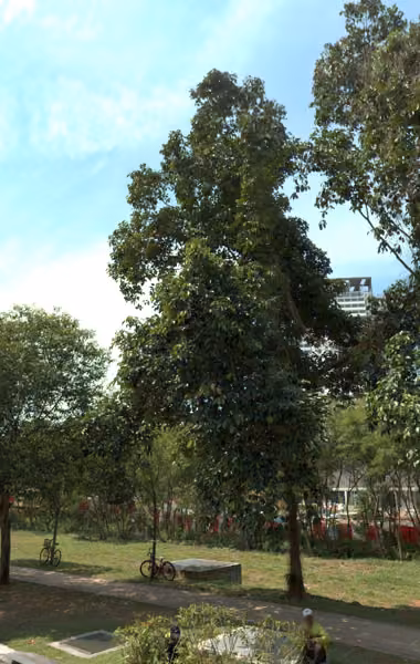tree photo