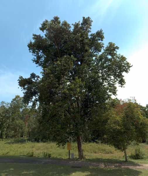 tree photo