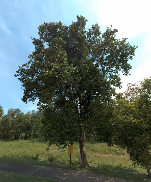 tree photo