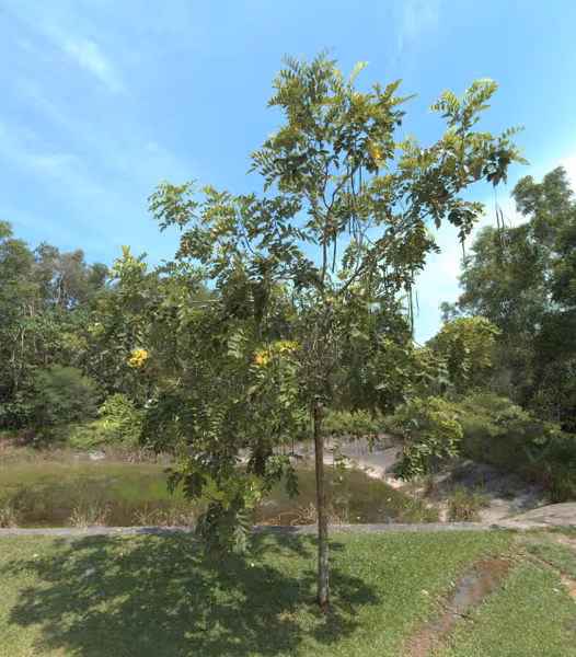 tree photo