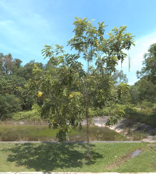 tree photo