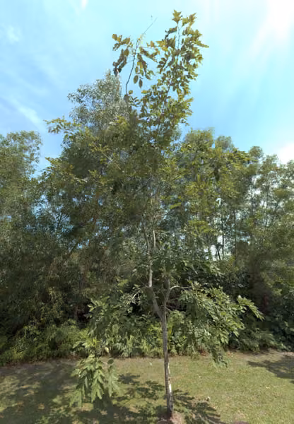 tree photo