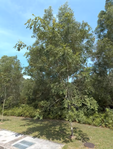 tree photo