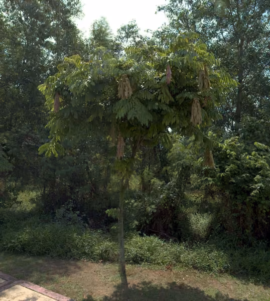 tree photo