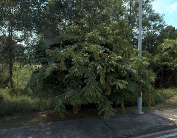 tree photo