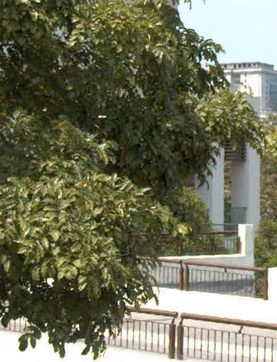 tree photo