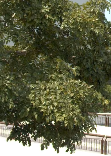 tree photo