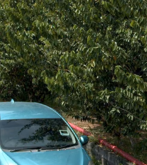 tree photo