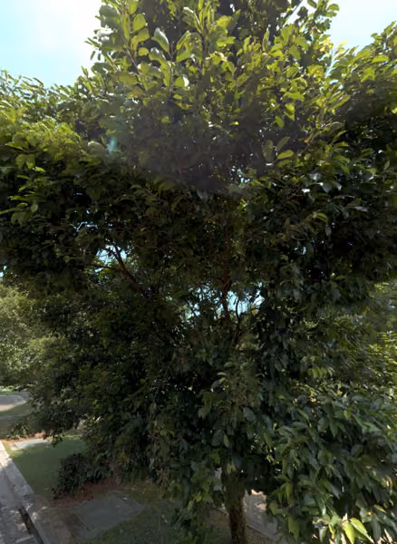 tree photo