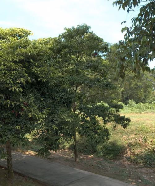 tree photo