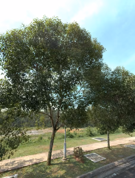 tree photo