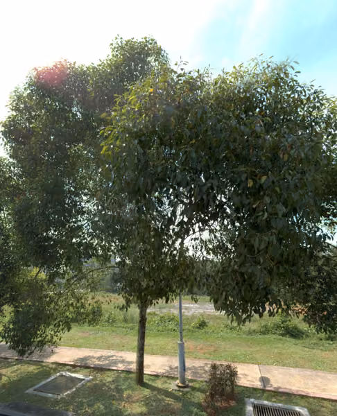tree photo