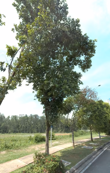 tree photo