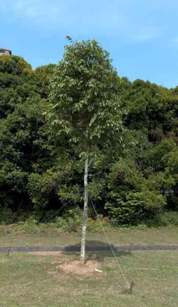 tree photo