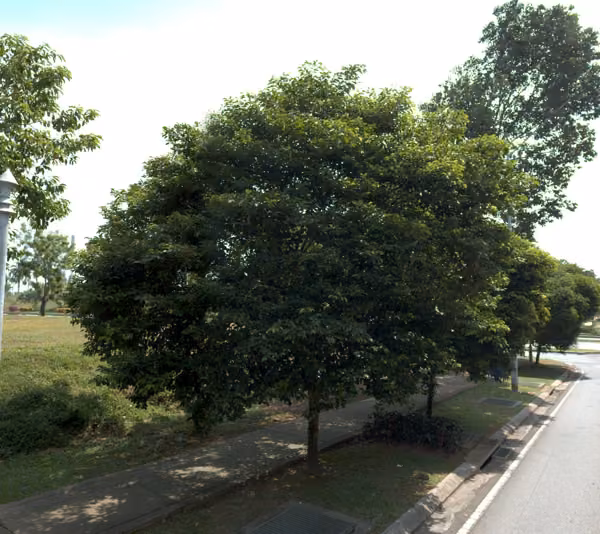 tree photo