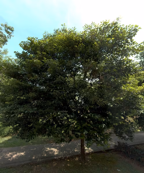 tree photo