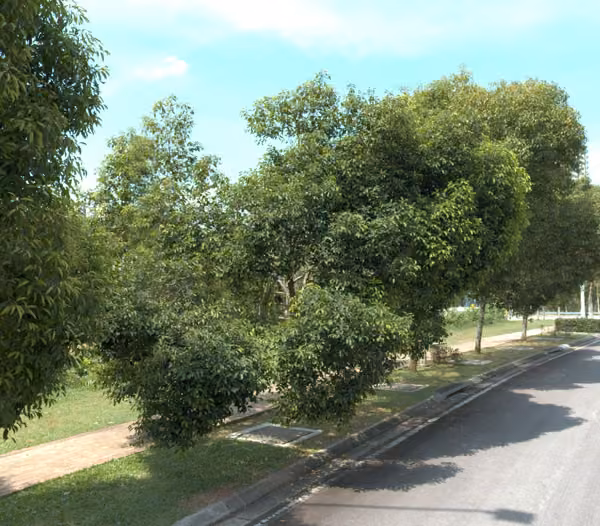 tree photo