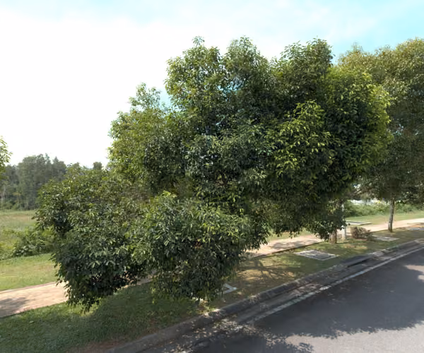 tree photo