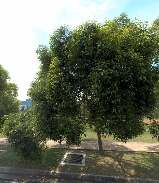 tree photo