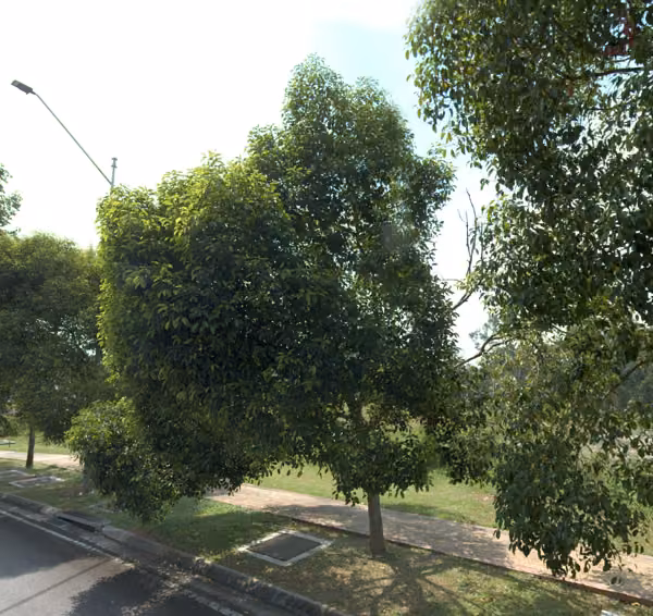 tree photo