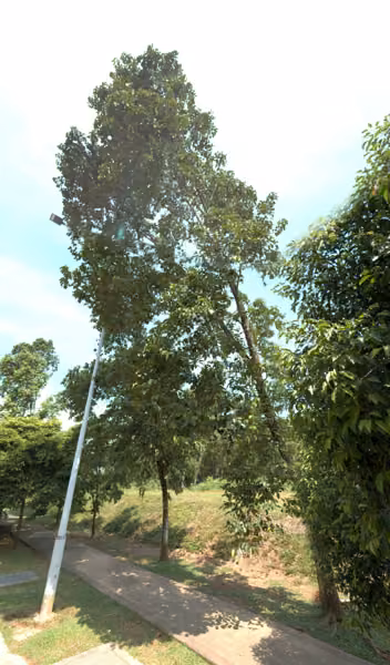 tree photo