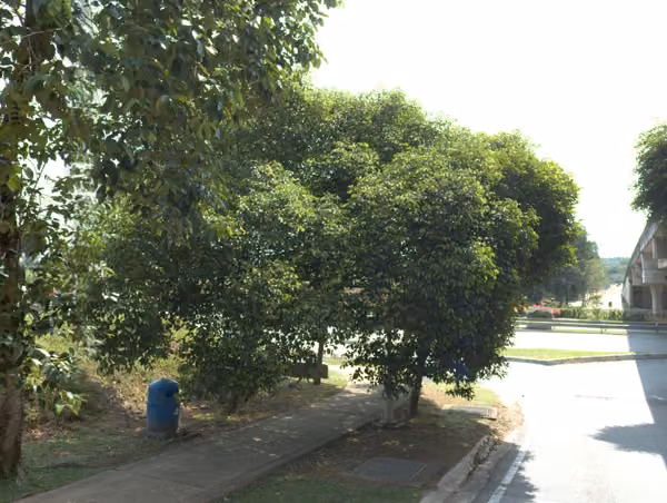 tree photo