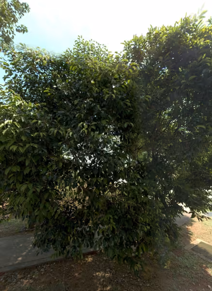 tree photo
