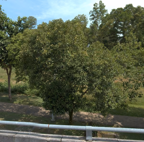 tree photo