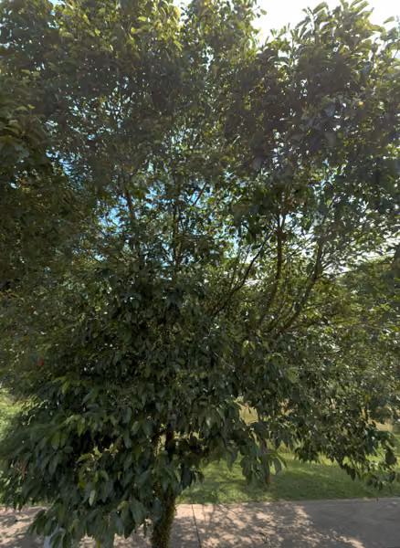 tree photo