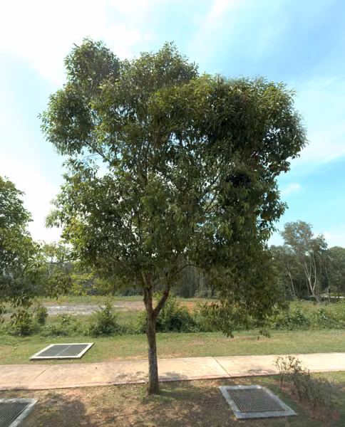 tree photo