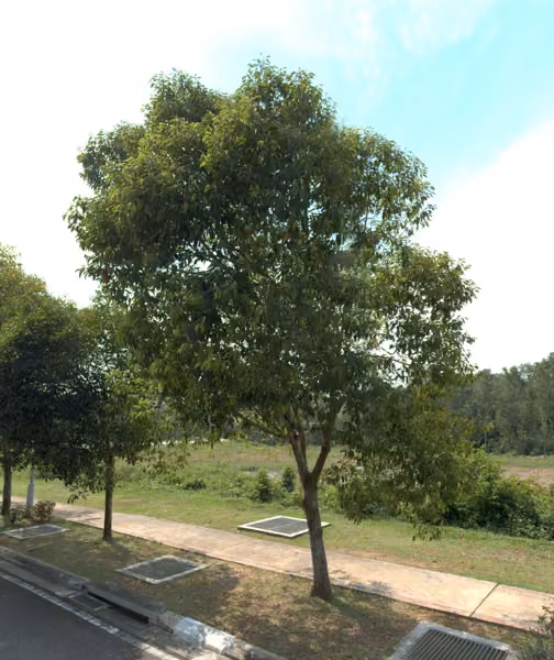 tree photo