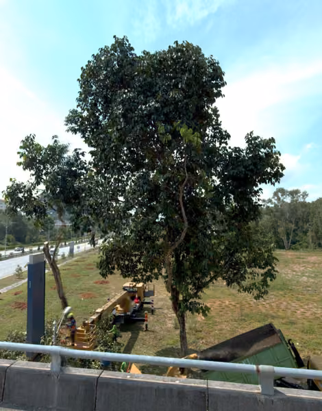 tree photo