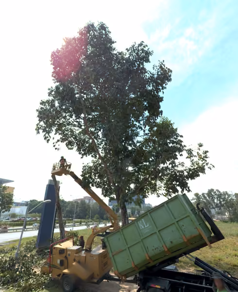 tree photo