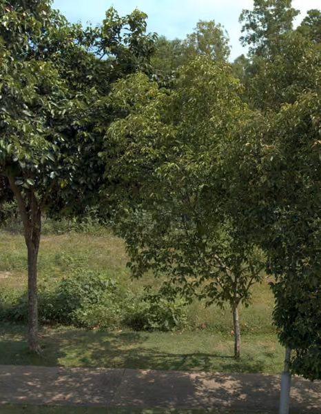tree photo