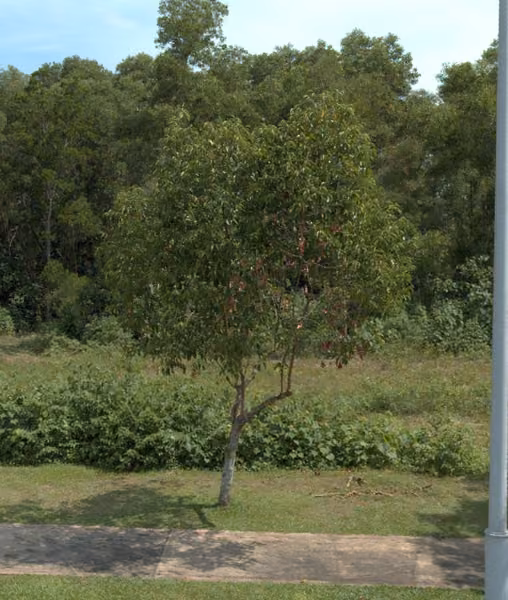 tree photo
