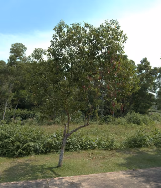 tree photo