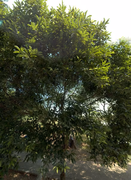 tree photo