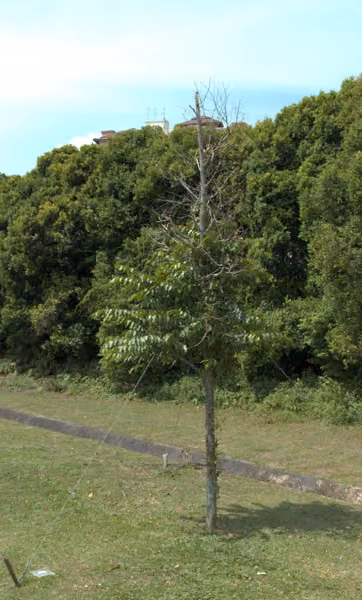 tree photo