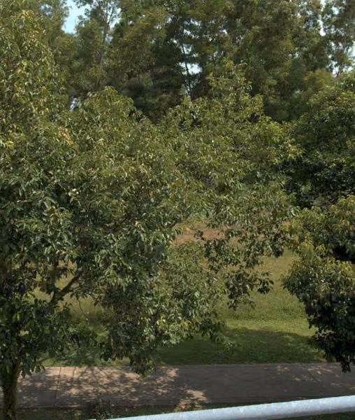 tree photo