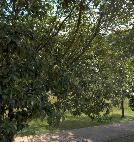 tree photo