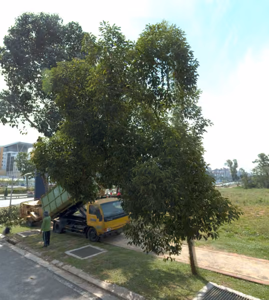 tree photo