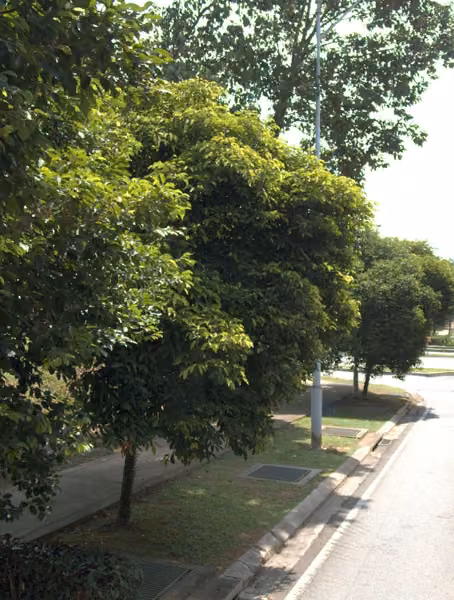 tree photo