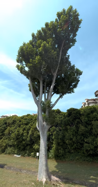 tree photo