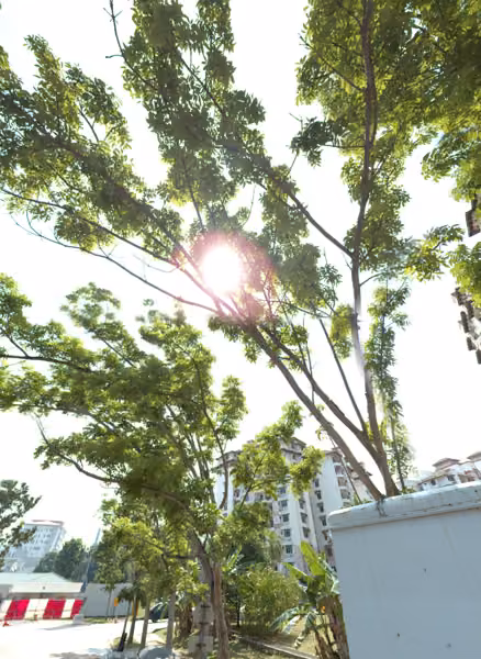 tree photo