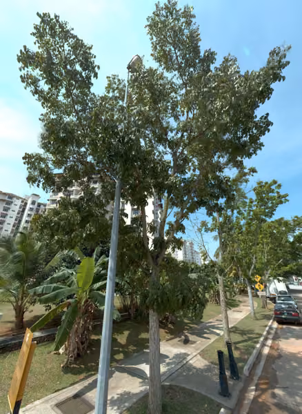 tree photo