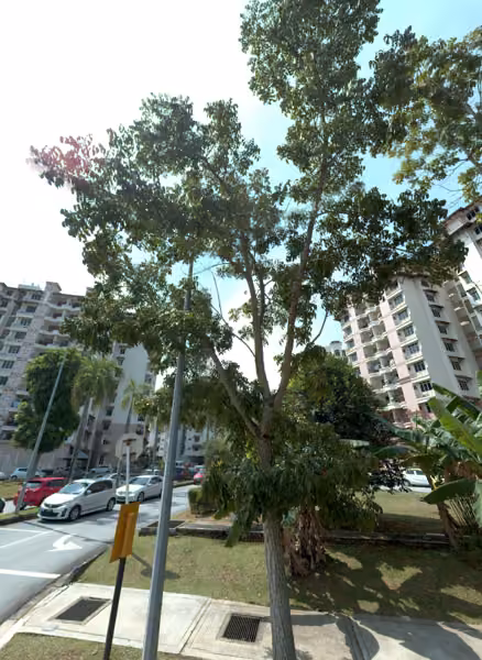 tree photo