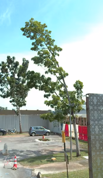 tree photo