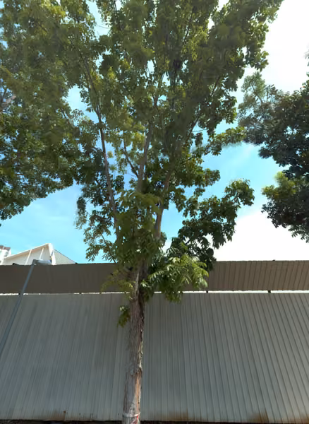 tree photo