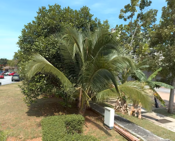 tree photo
